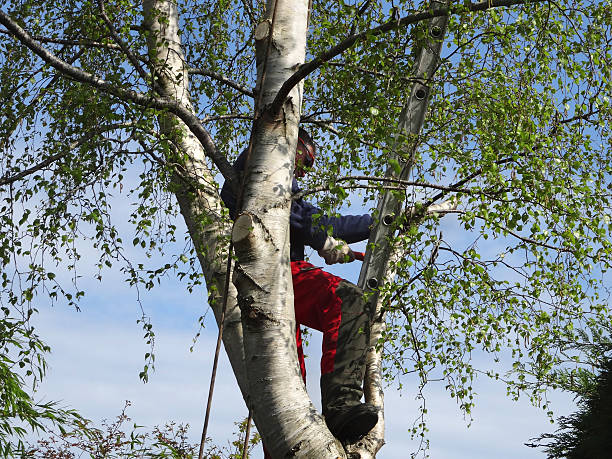 Best Arborist Consultation Services  in Stanton, CA